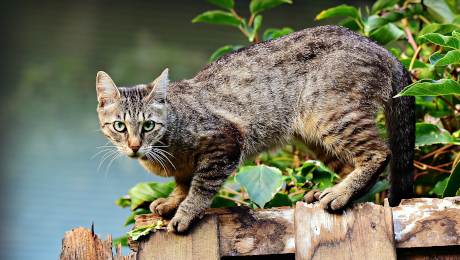 Kot stojący na szczycie płotu