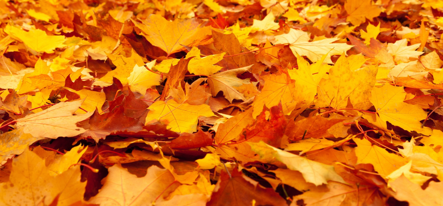 Leżące liście koloru żółto-czerwonego