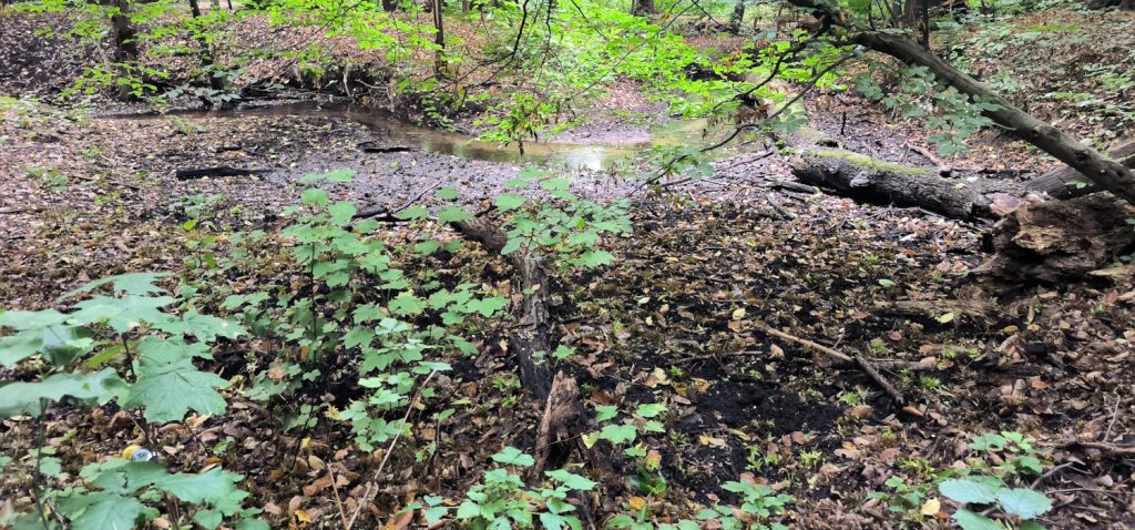 Koryto strumyka otoczone drzewami liściastymi