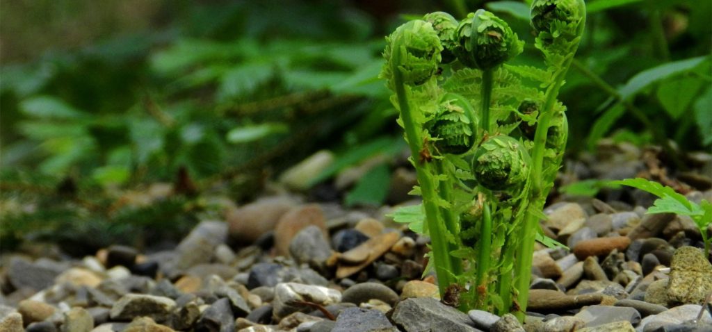 Młoda paproć wyrastająca z kamienistego podłoża, w tle zielone rośliny