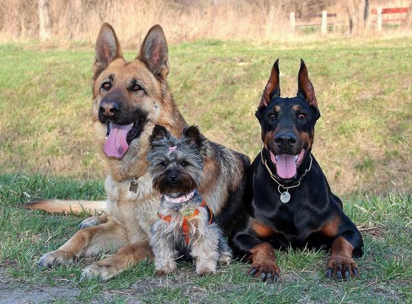 Szczepienia psów przeciwko wściekliźnie