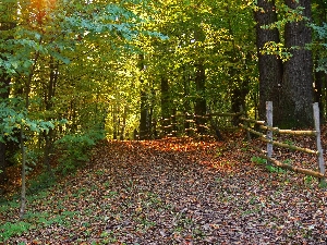 Droga wśród liściastego lasu, pokryta kolorowymi, opadniętymi liśćmi