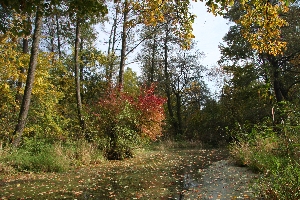 Droga wśród liściastego lasu, pokryta częściowo kolorowymi, opadniętymi liśćmi
