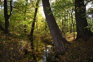 Koryto strumyka otoczone drzewami liściastymi
